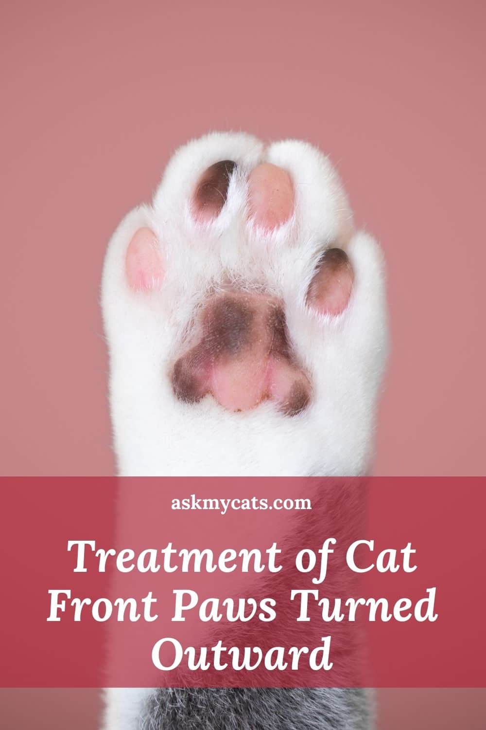 Cat Front Paws Turned Outward? Out Of The World Reasons!