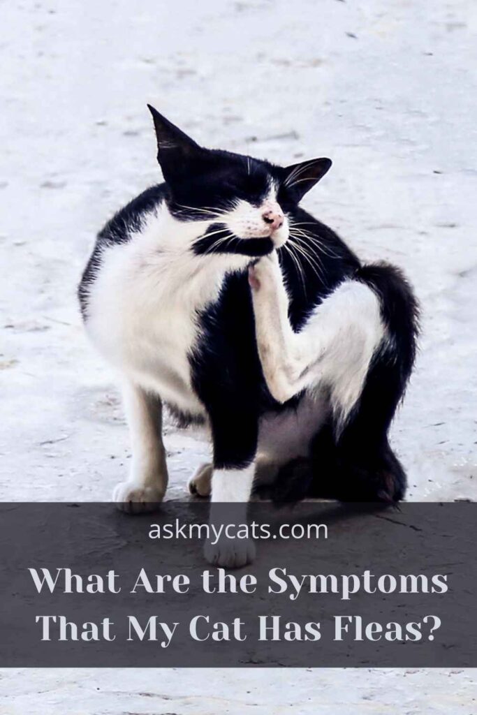 What Are the Symptoms That My Cat Has Fleas?