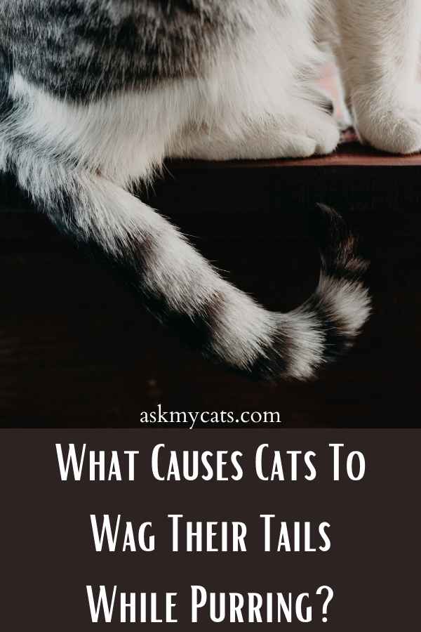 What Causes Cats To Wag Their Tails While Purring?