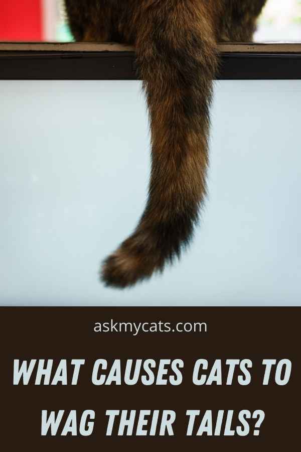 What Causes Cats To Wag Their Tails?