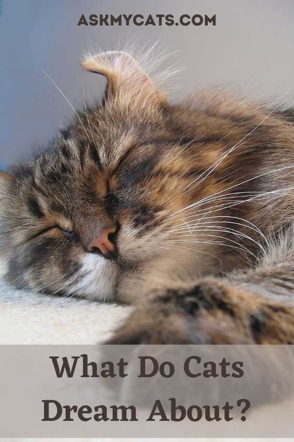 What Do Cats Dream About?
