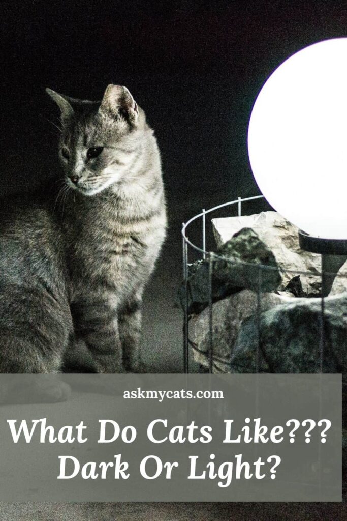 What Do Cats Like - Dark Or Light