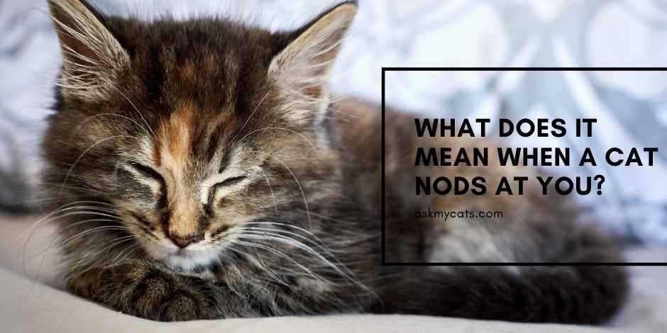 What Does It Mean When A Cat Nods At You? Can You Figure It Out?