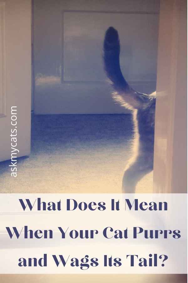 What Does It Mean When Your Cat Purrs and Wags Its Tail?