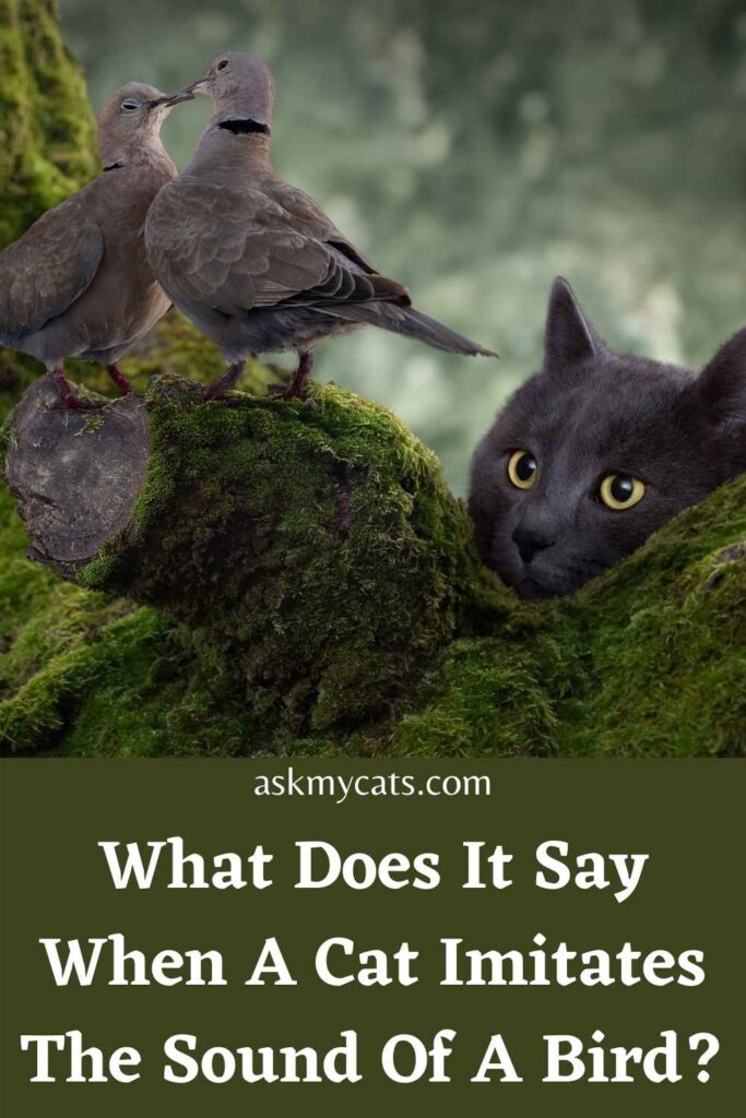 What Does It Say When A Cat Imitates The Sound Of A Bird?