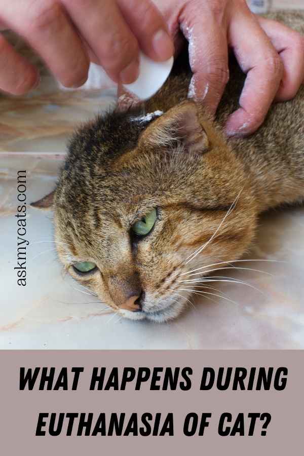 What Happens During Euthanasia Of Cat?