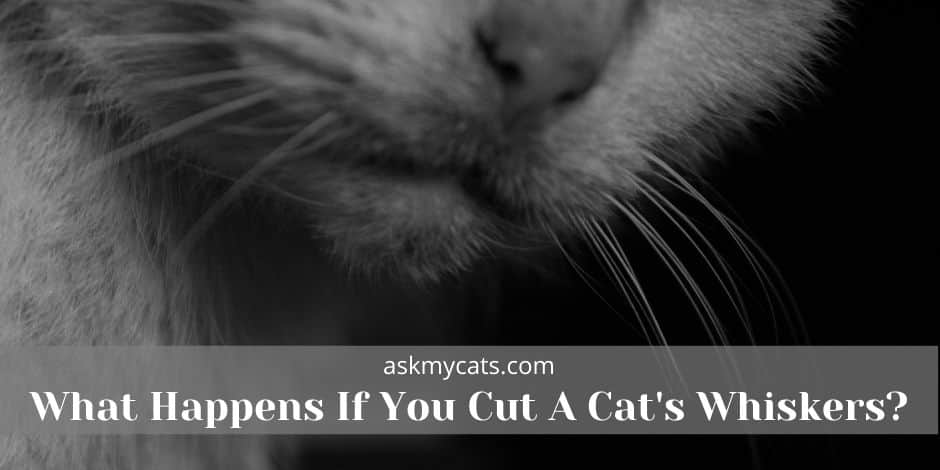 What Happens If You Cut A Cats Whiskers