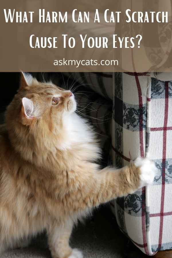 What Harm Can A Cat Scratch Cause To Your Eyes?