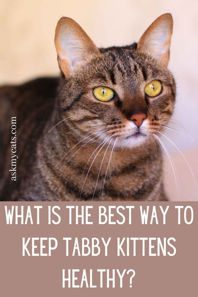 What Is The Best Way To Keep Tabby Kittens Healthy?