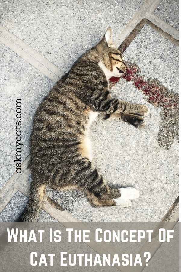 tylenol for cat euthanasia