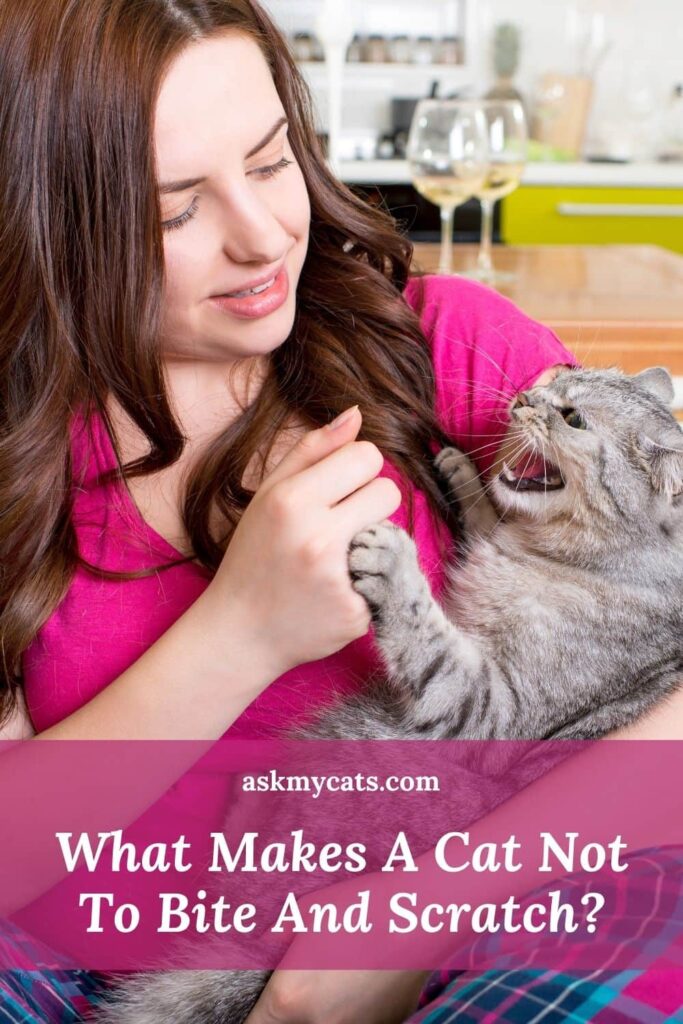 What Makes A Cat Not To Bite And Scratch