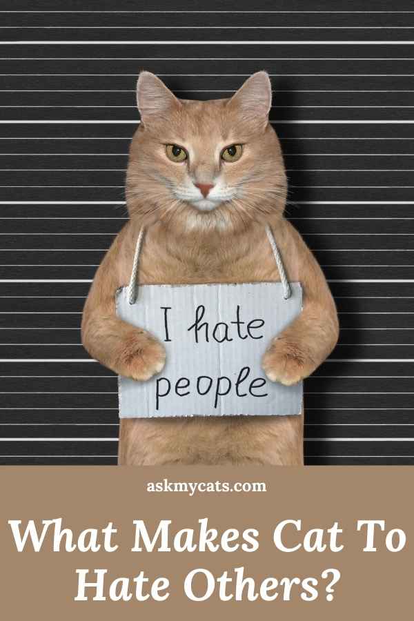 What Makes Cat To Hate Others?