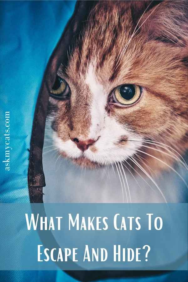 What Makes Cats To Escape And Hide?