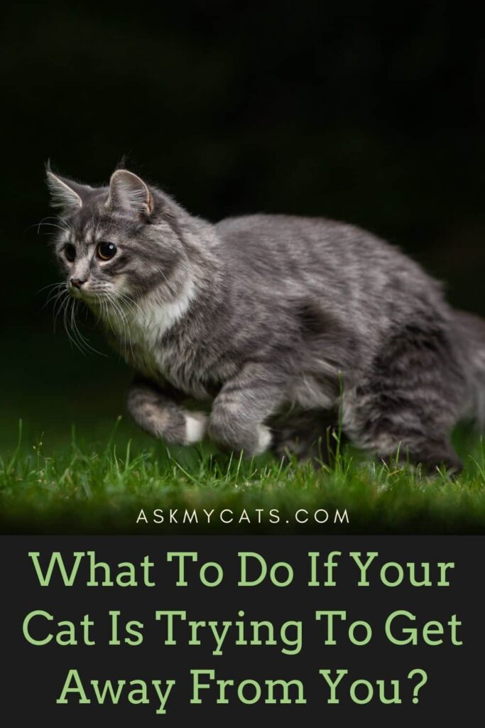 What To Do If Your Cat Is Trying To Get Away From You