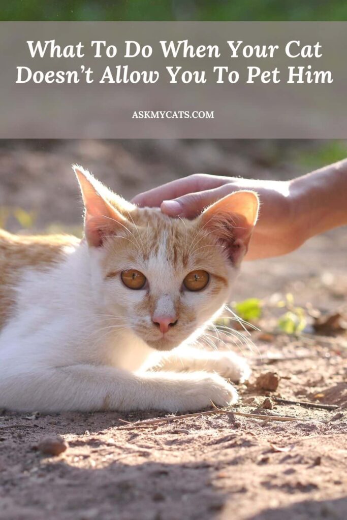 What To Do When Your Cat Doesn’t Allow You To Pet Him