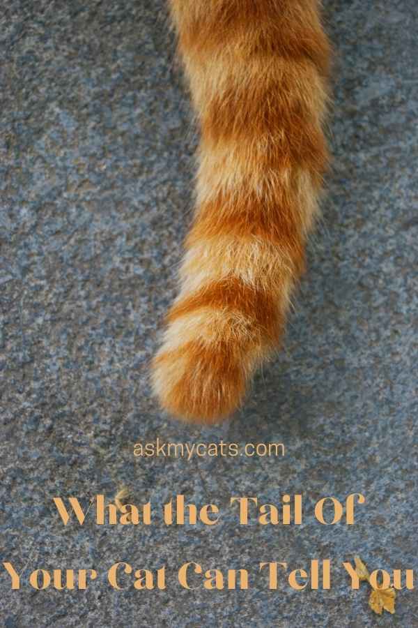 What the Tail Of Your Cat Can Tell You