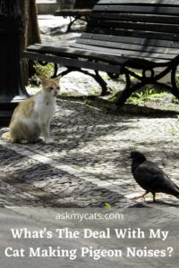 Why Does My Cat Sound Like A Pigeon? Do You Know These Reasons?