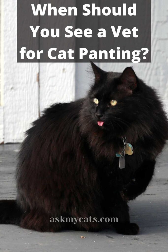 When Should You See a Vet for Cat Panting