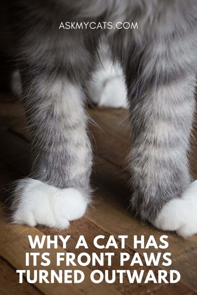 Why A Cat Has Its Front Paws Turned Outward