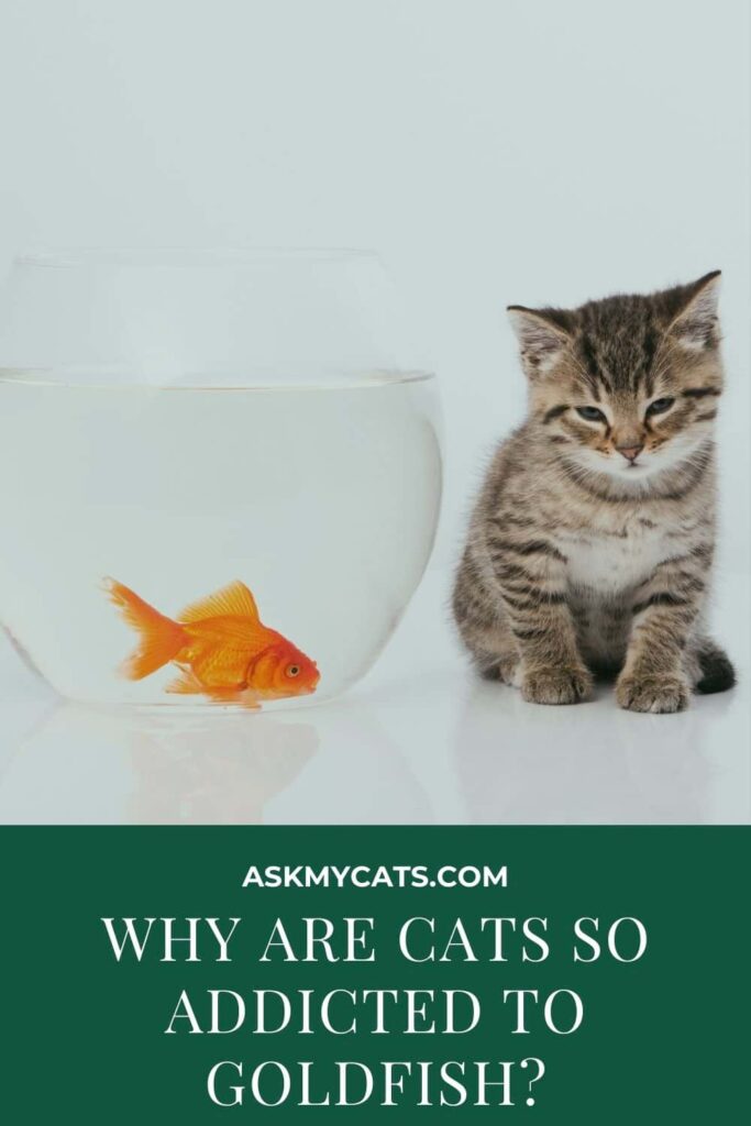 Why Are Cats So Addicted To Goldfish