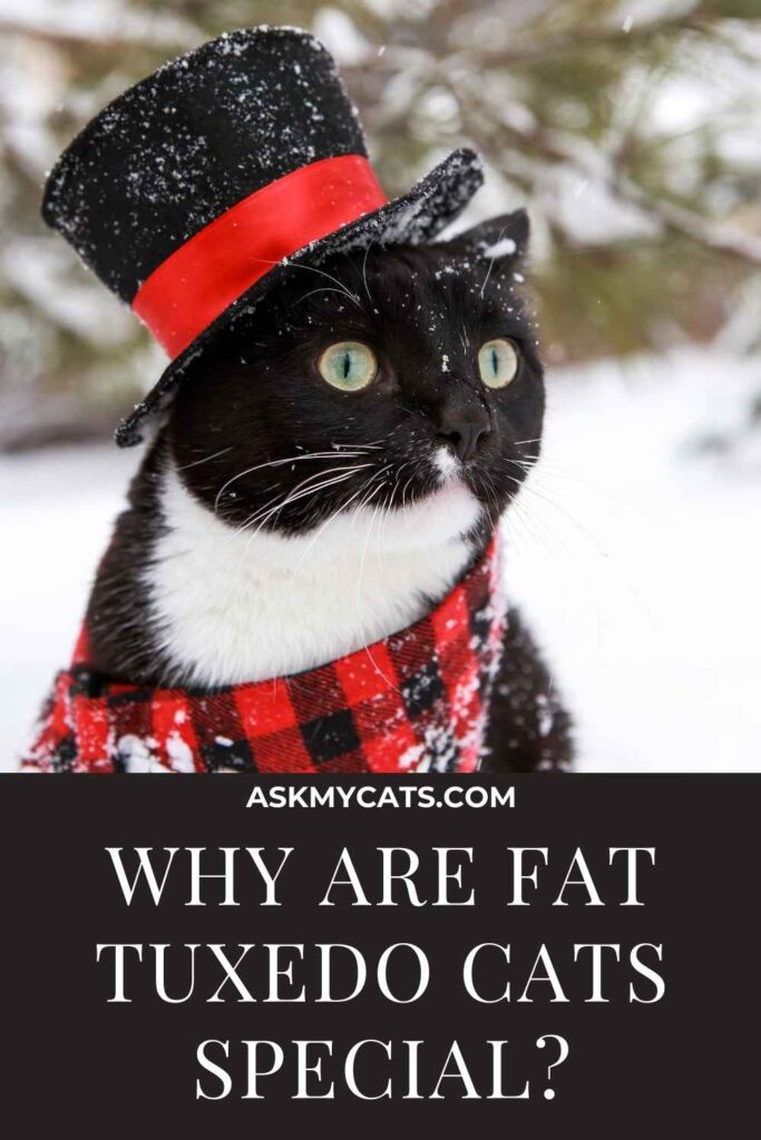 Why Are Fat Tuxedo Cats Special?