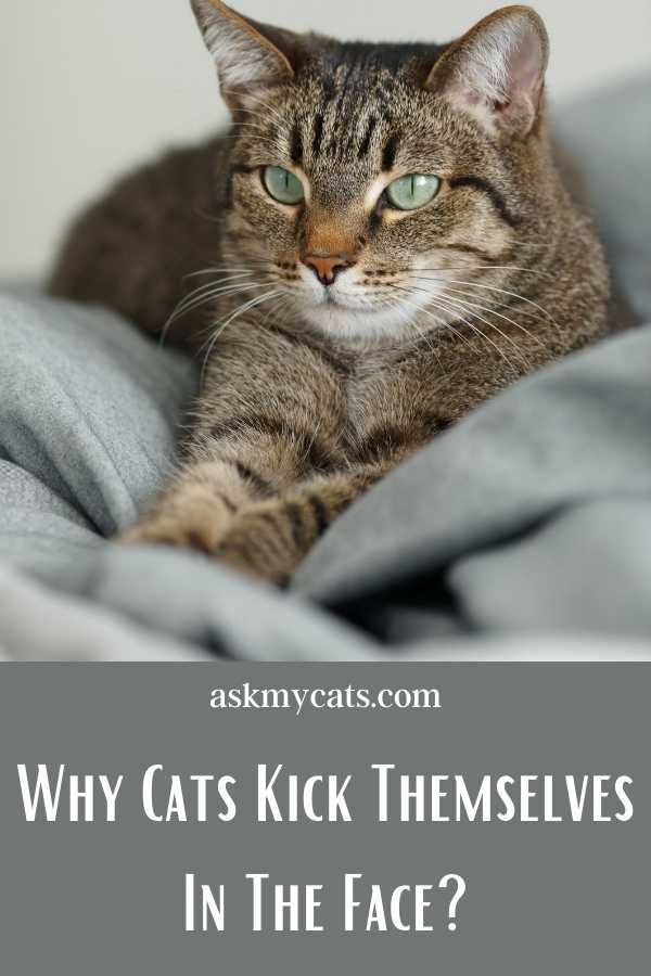 Why Cats Kick Themselves In The Face?