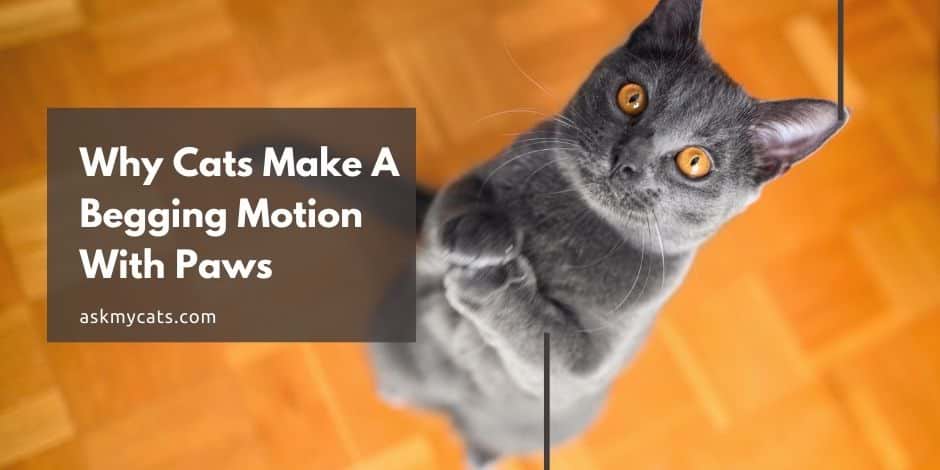 Why Cats Make A Begging Motion With Paws