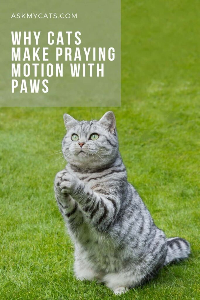 Why Cats Make Praying Motion With Paws