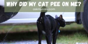 Why Did My Cat Pee On Me? Know The Reasons Before You Start Hating Them!