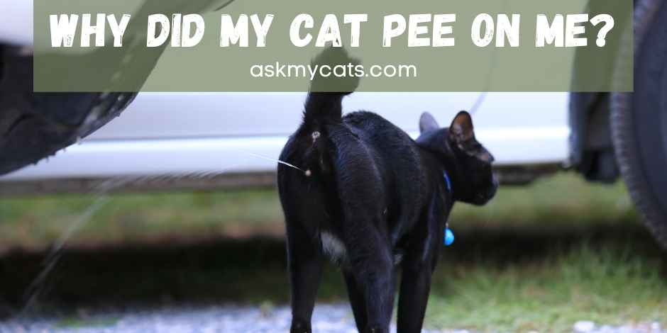 Why Did My Cat Pee On Me? What Does It Mean?