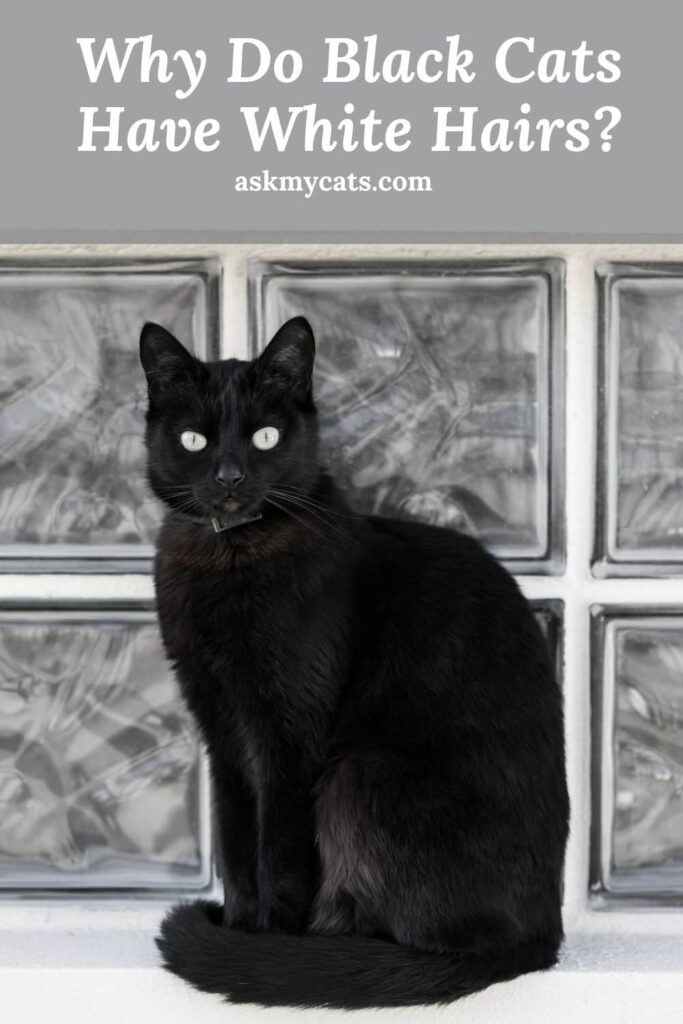 Why Do Black Cats Have White Hairs