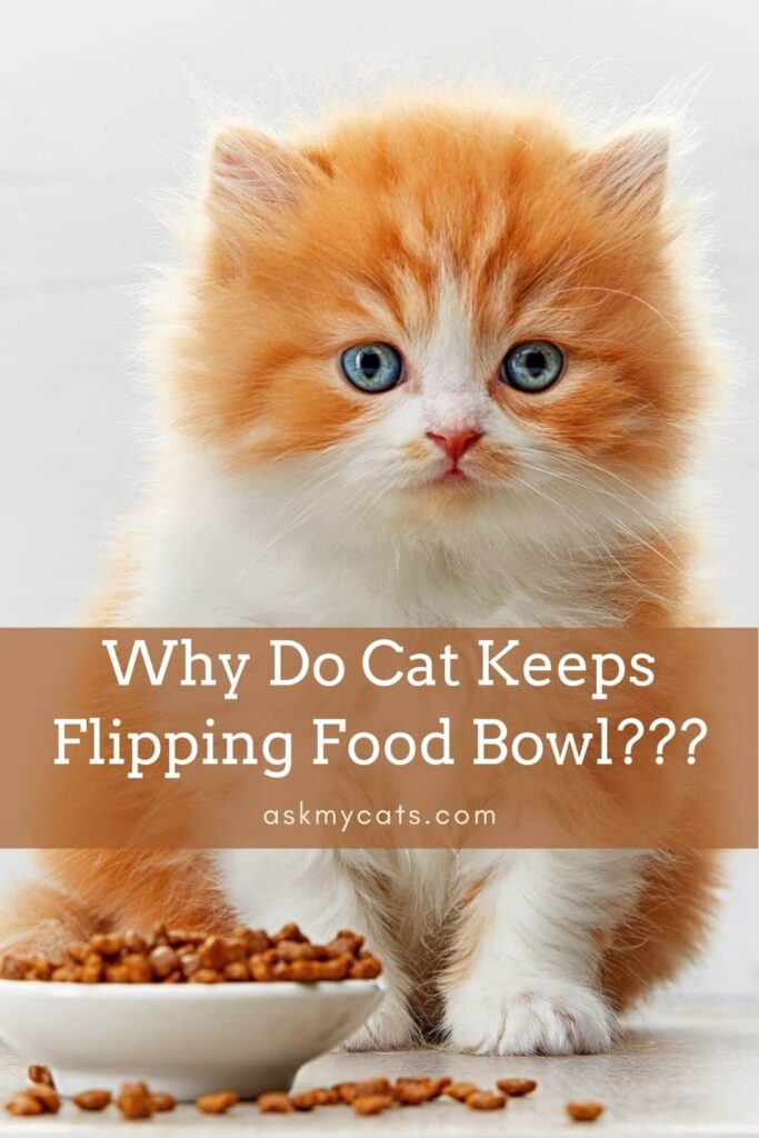 Why Do Cat Keeps Flipping Food Bowl