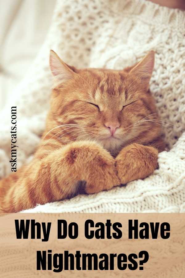 Why Do Cats Have Nightmares?