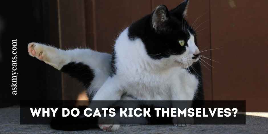 Why Do Cats Kick Themselves? Take A Look At These Funny Reasons!