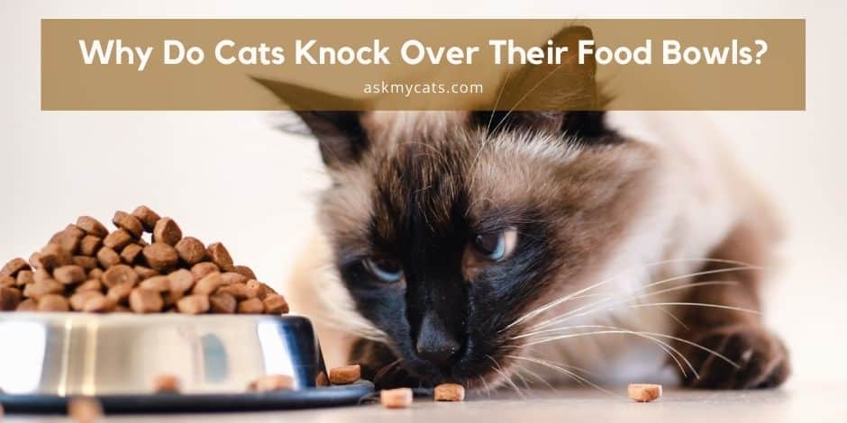 Why Do Cats Knock Over Their Food Bowls