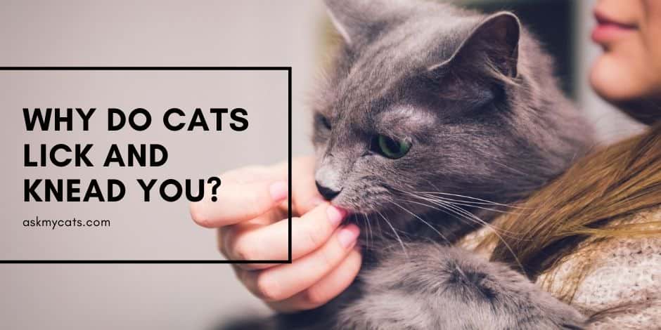 Why Do Cats Lick And Knead You