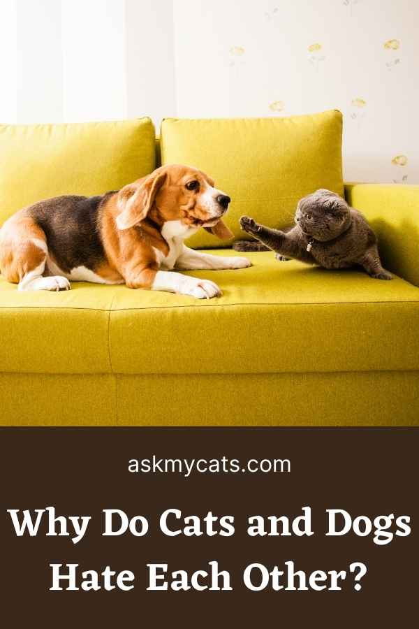 Why Do Cats and Dogs Hate Each Other?