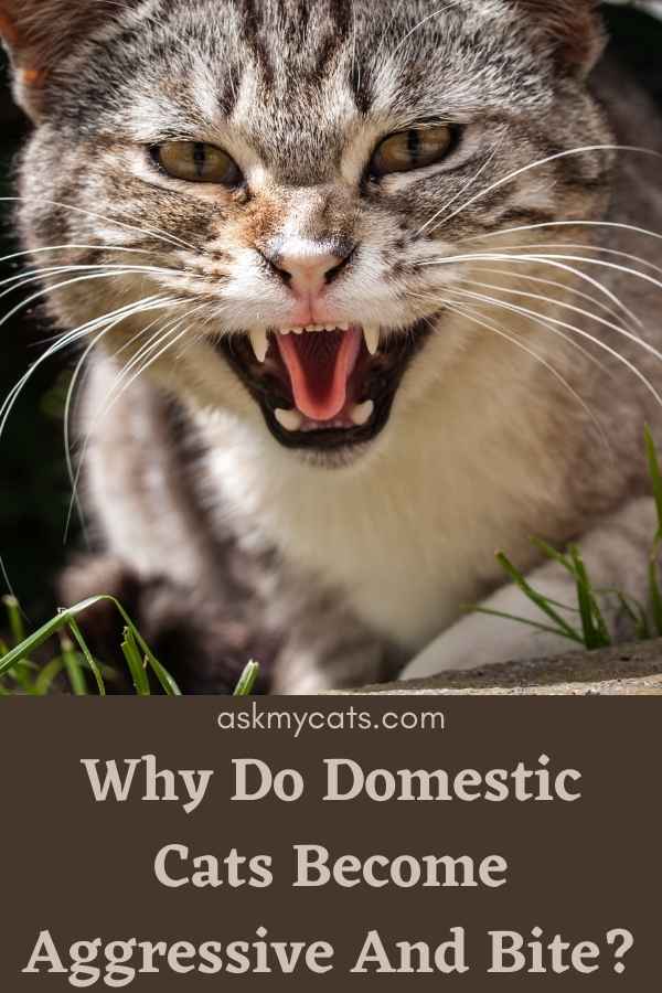 Why Do Domestic Cats Become Aggressive And Bite?