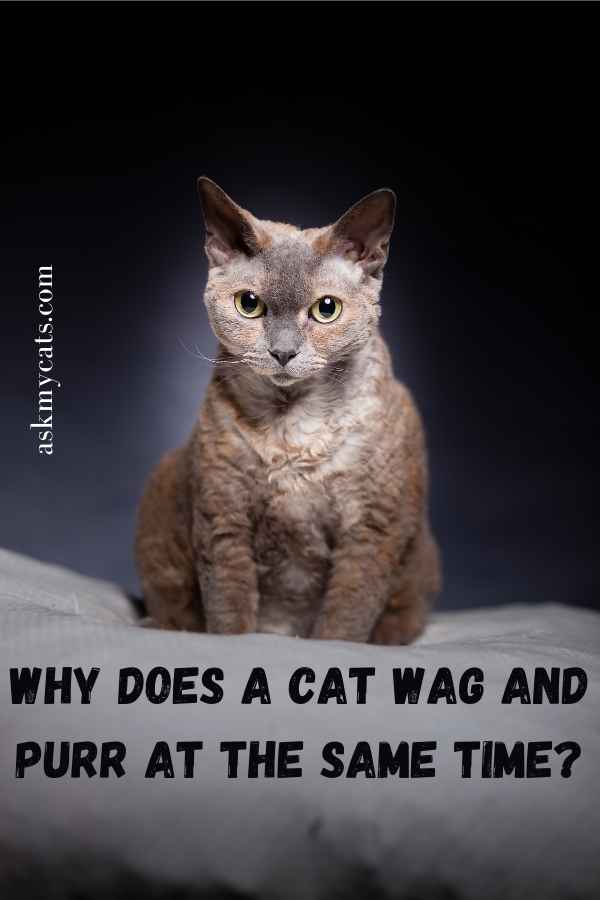 Why Does A Cat Wag And Purr At The Same Time?