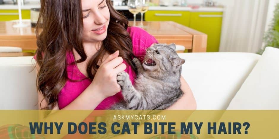 Why Does My Cat Bite My Hair Know These Funny Reasons