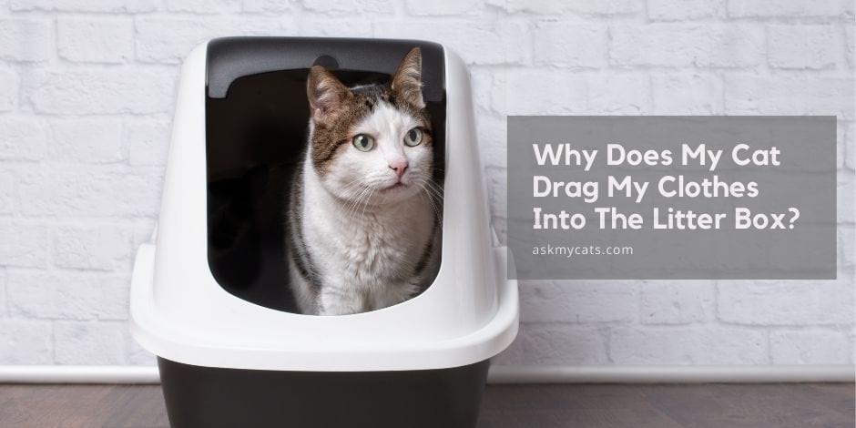 Why Does My Cat Drag My Clothes Into The Litter Box?