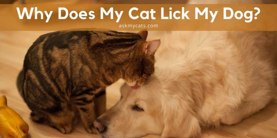 why does my dog lick my cat