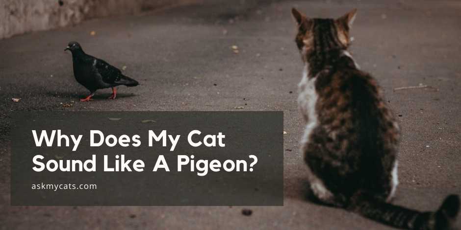 Why Does My Cat Sound Like A Pigeon? Do You Know These Reasons?