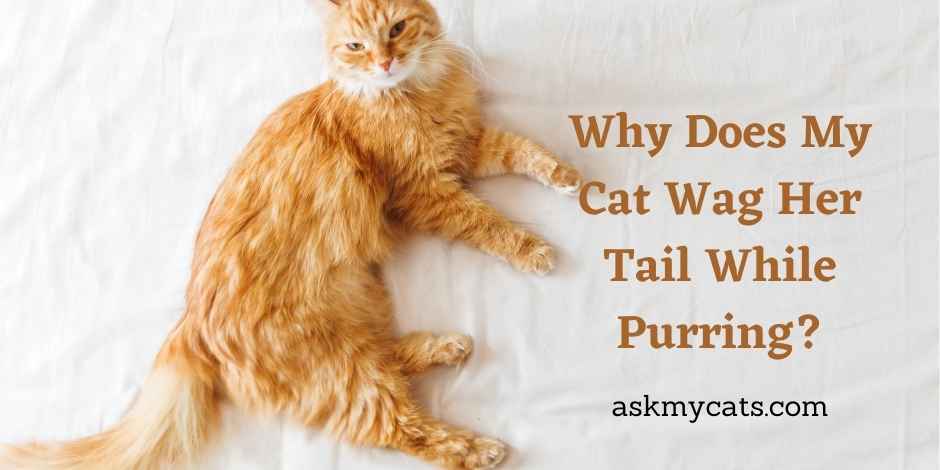 what does it mean when a dog is purring