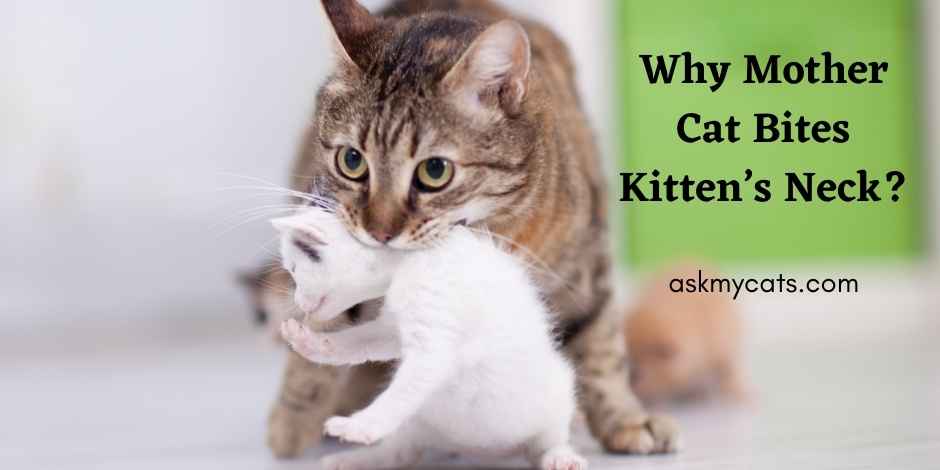 Mother Cat Biting Kitten’s Neck: Why Is My Cat Biting Her Kittens