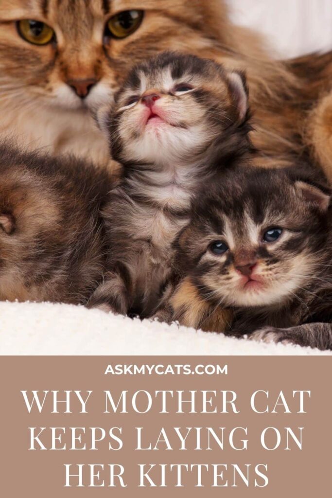 Why Mother Cat Keeps Laying On Her Kittens