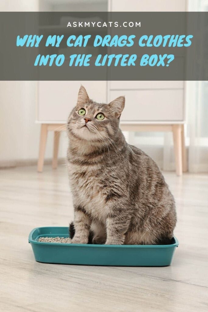 Why My Cat Drags Clothes Into The Litter Box