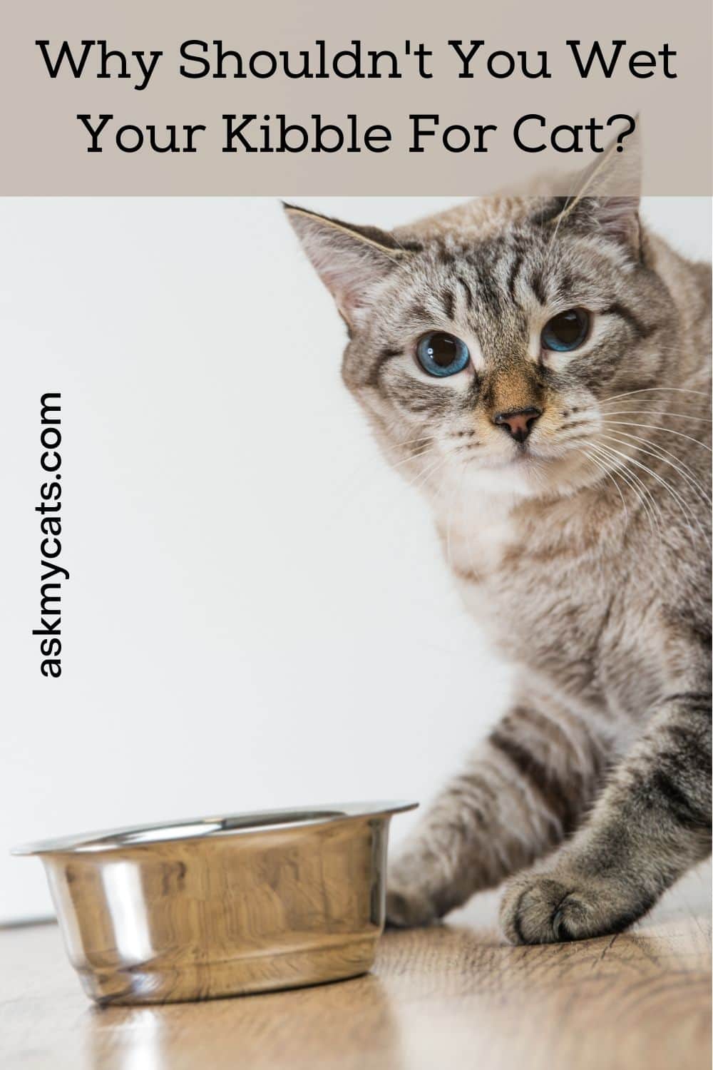 Are You Adding Water To Dry Cat Food? You Must Know These Reasons!