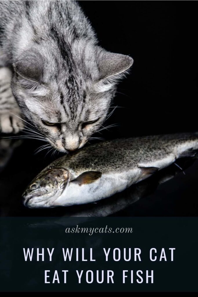 Why Will Your Cat Eat Your Fish