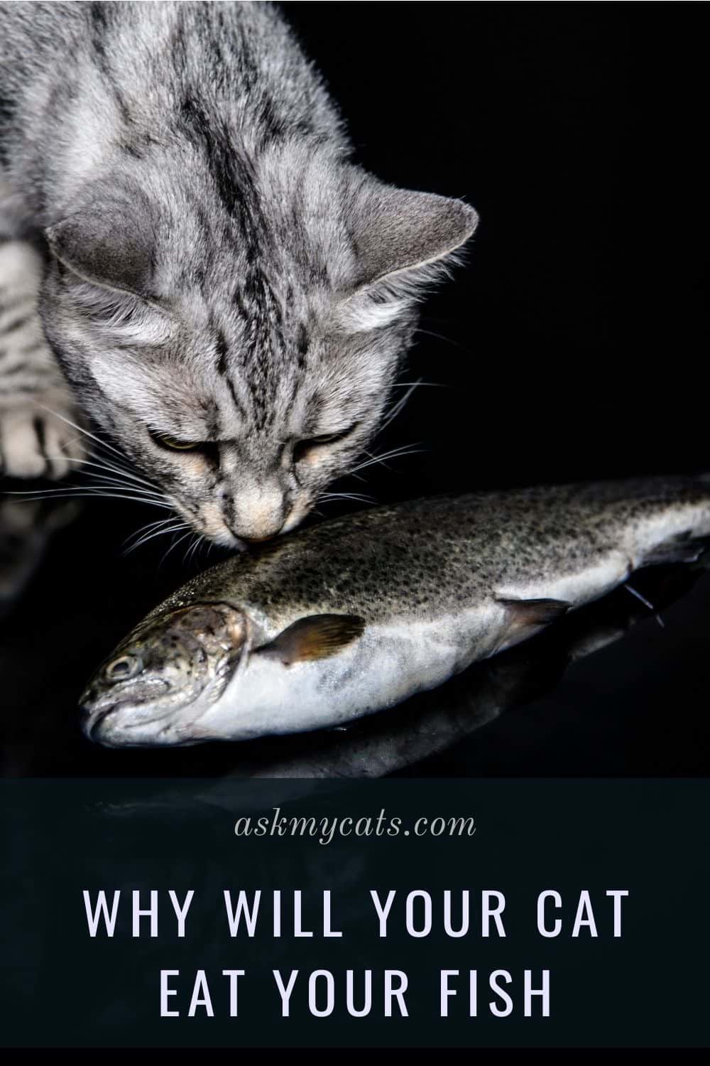 Will My Cat Eat My Fish 4 Funny Facts Will My Cat Eat My Fish 4 Funny Facts